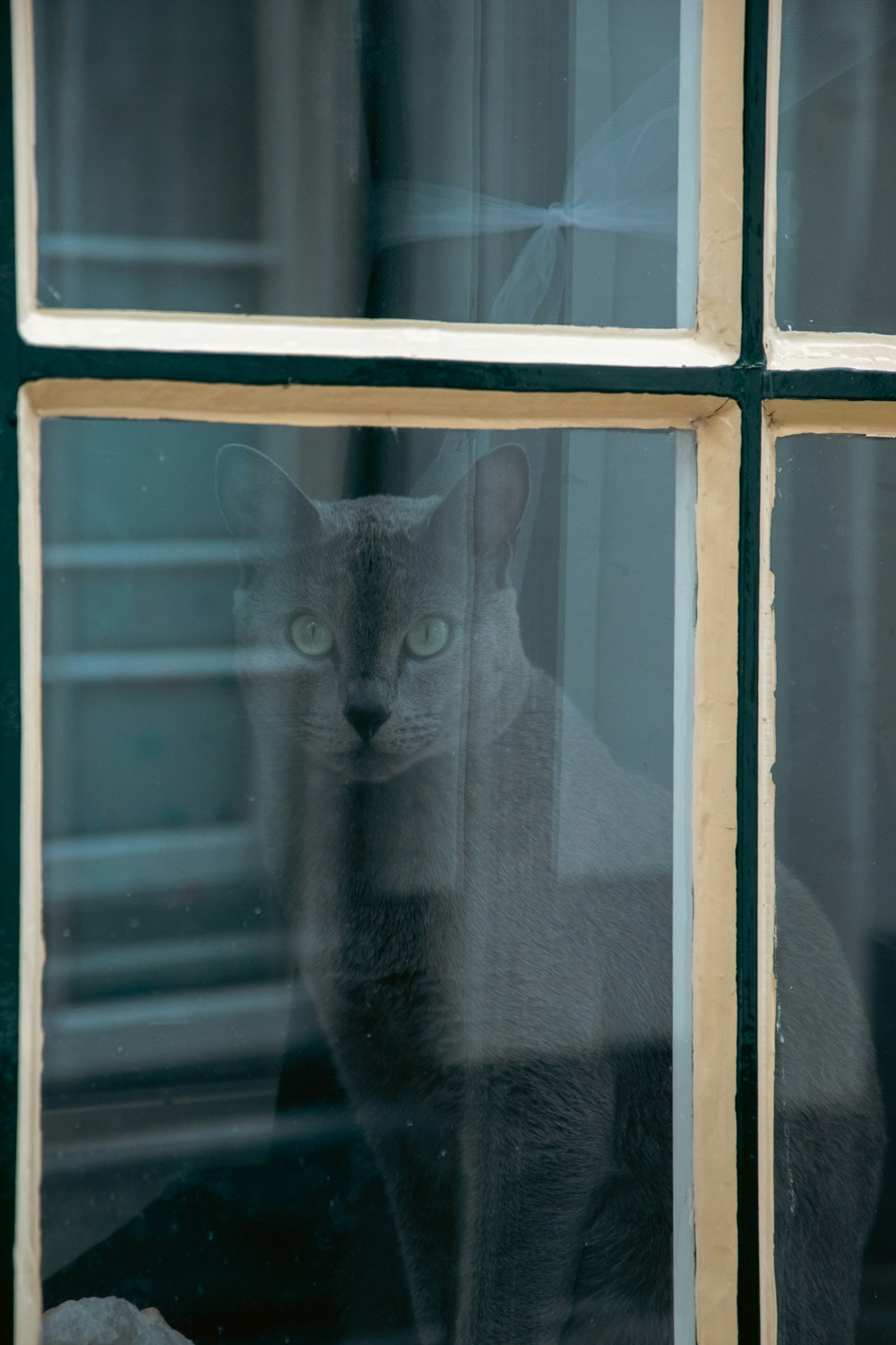 a cat sitting in a window looking out the window