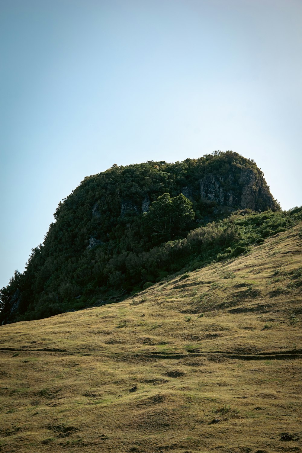 a grassy hill with trees on top of it