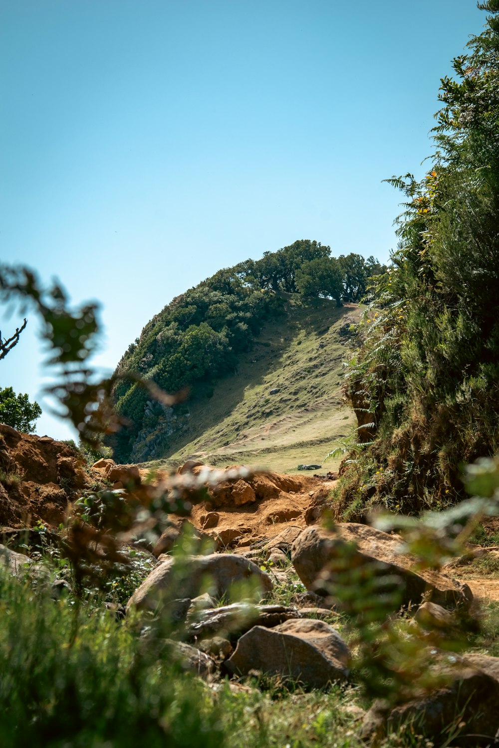 a view of a mountain with trees and rocks in the foreground