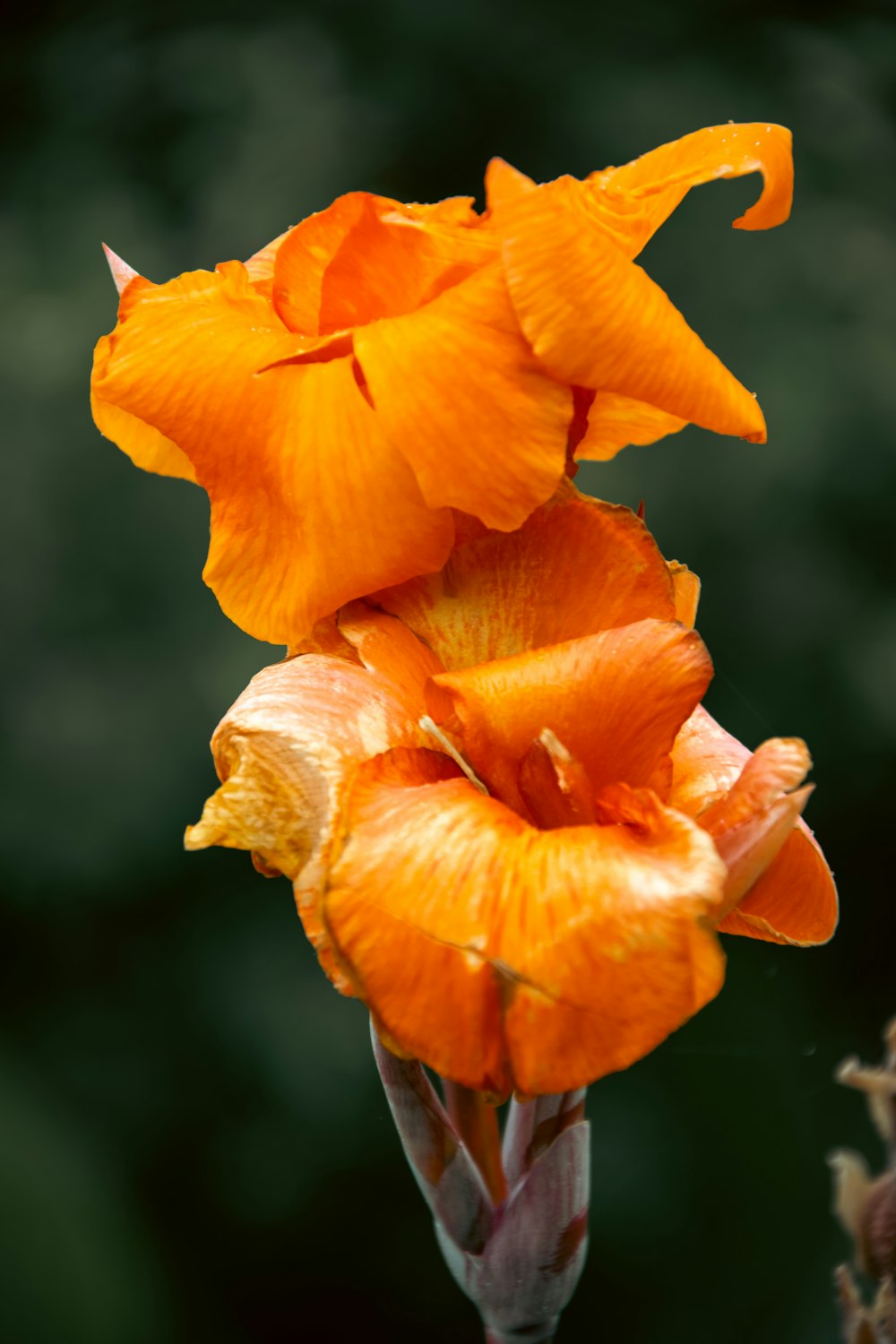 a close up of a flower with a blurry background