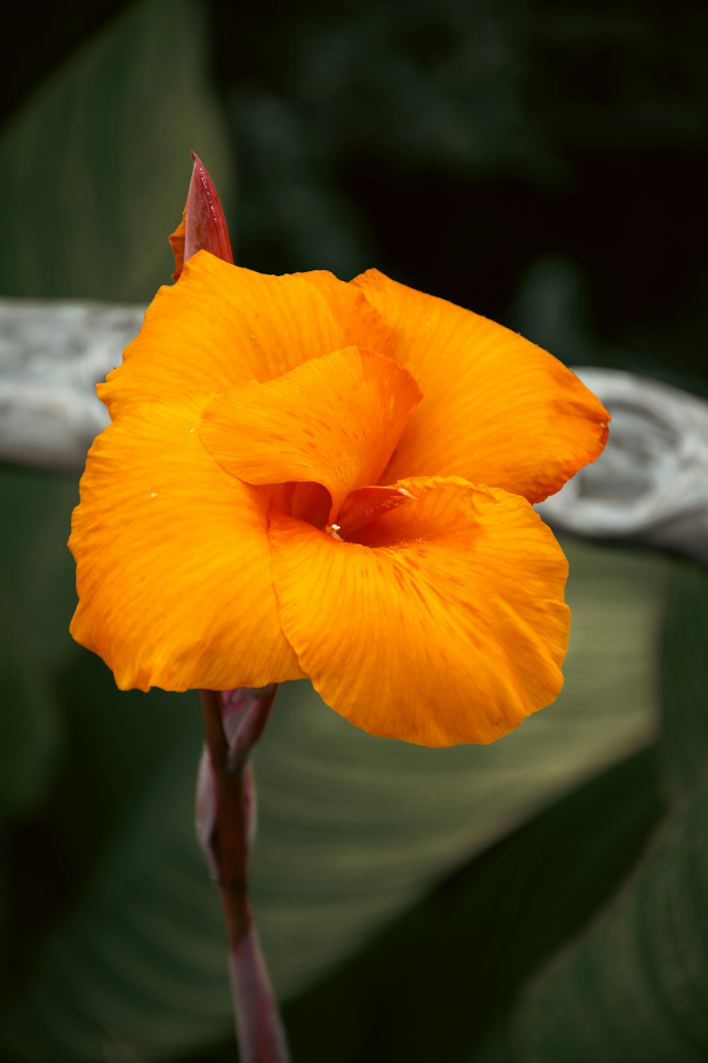 a yellow flower with a green leaf in the background