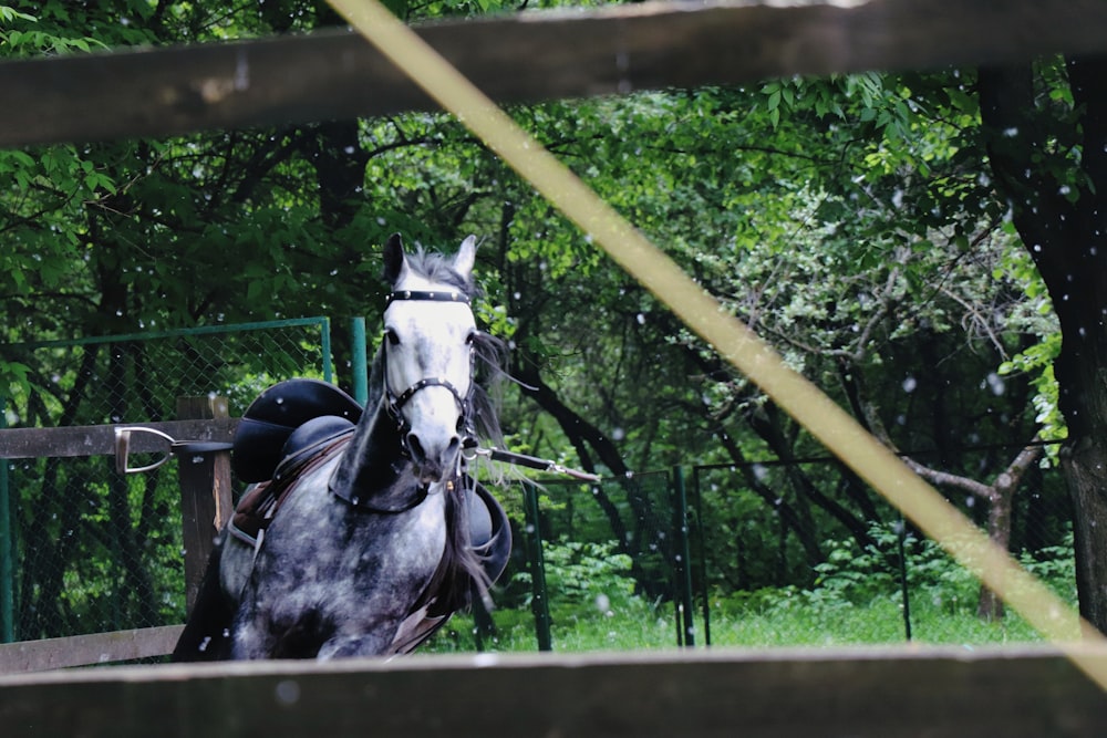 a horse that is standing in the grass