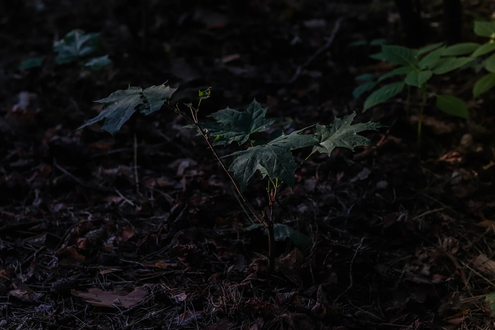 a plant growing out of the ground in the woods