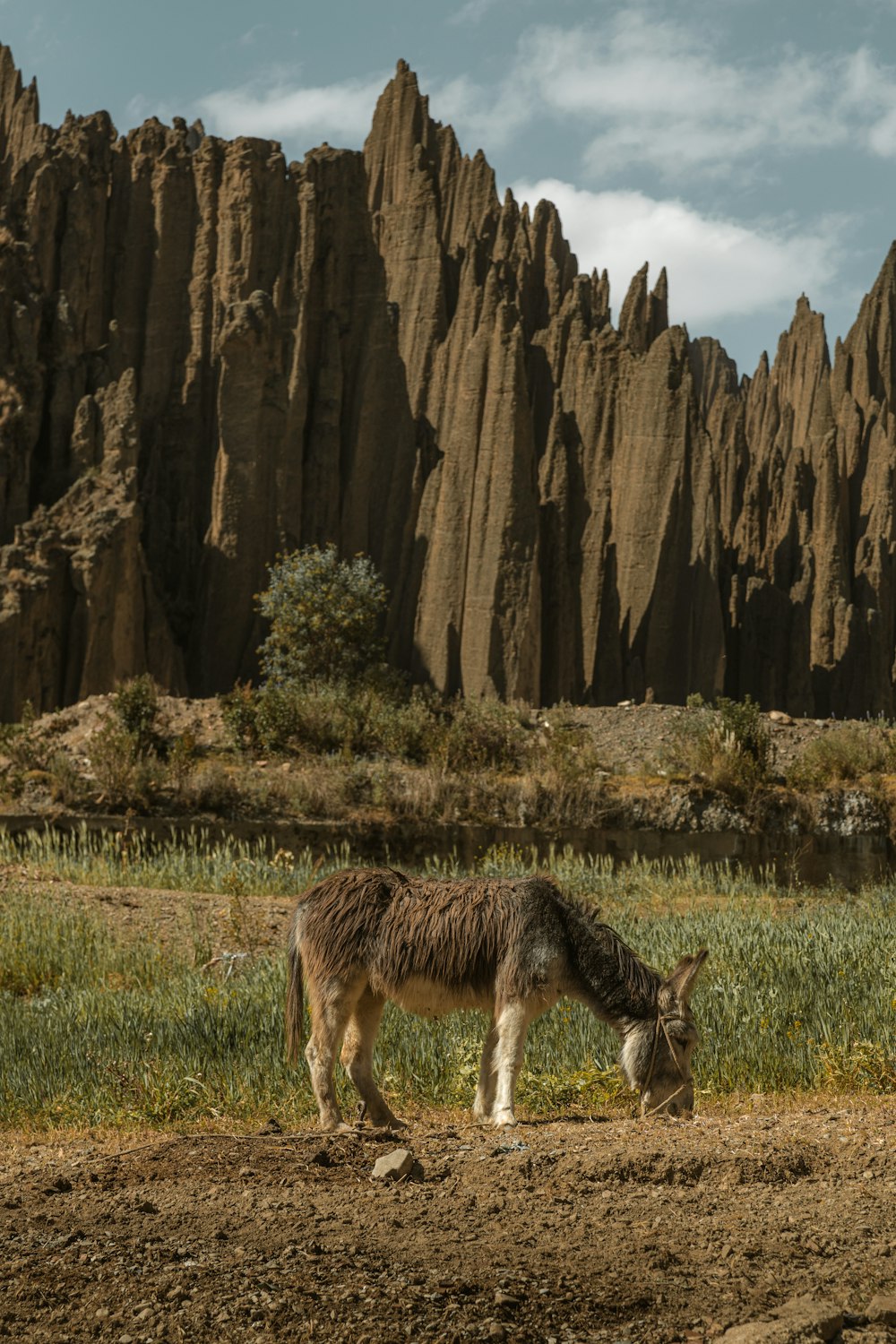 a donkey grazes in a field in front of a mountain range