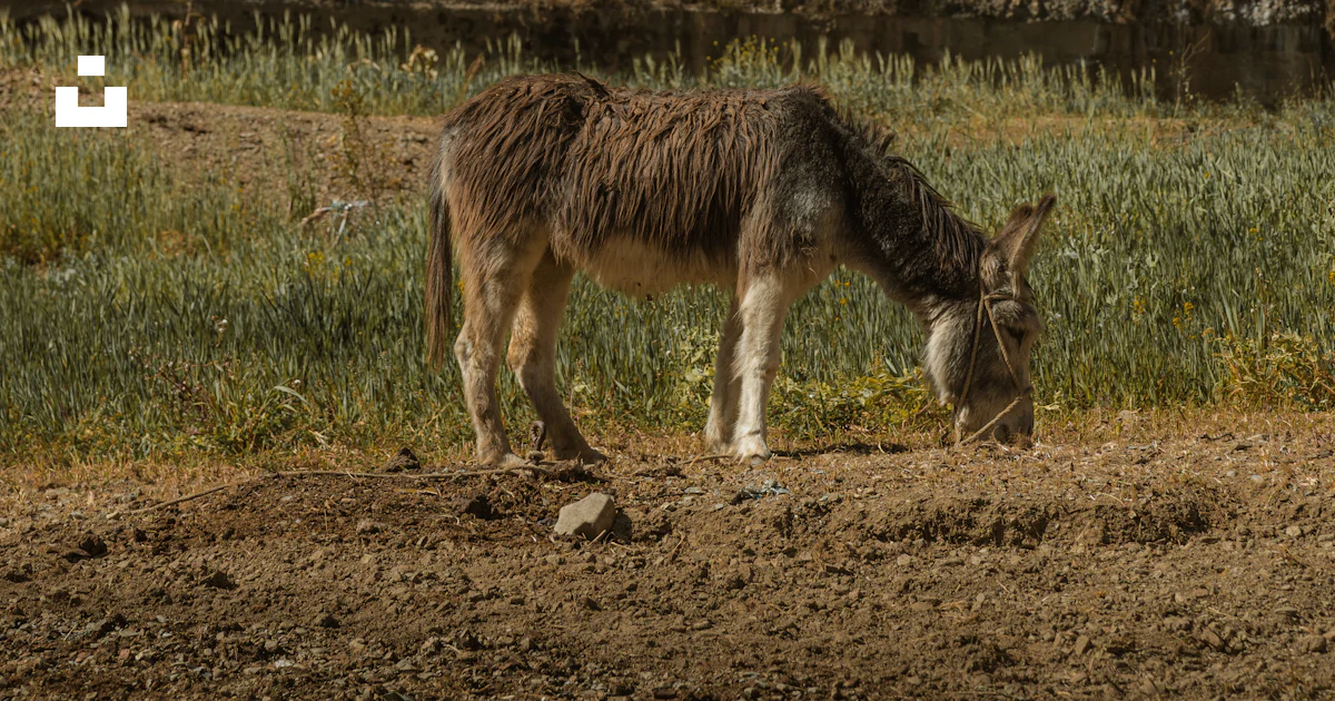Donkey Range A donkey grazes in a field in front of a mountain range photo – Free ...