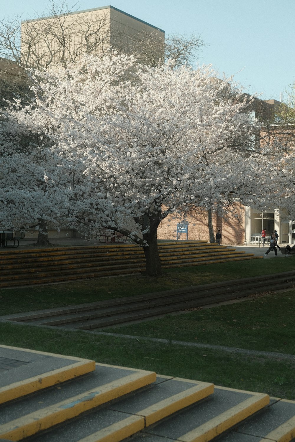 a tree with white flowers in front of a building