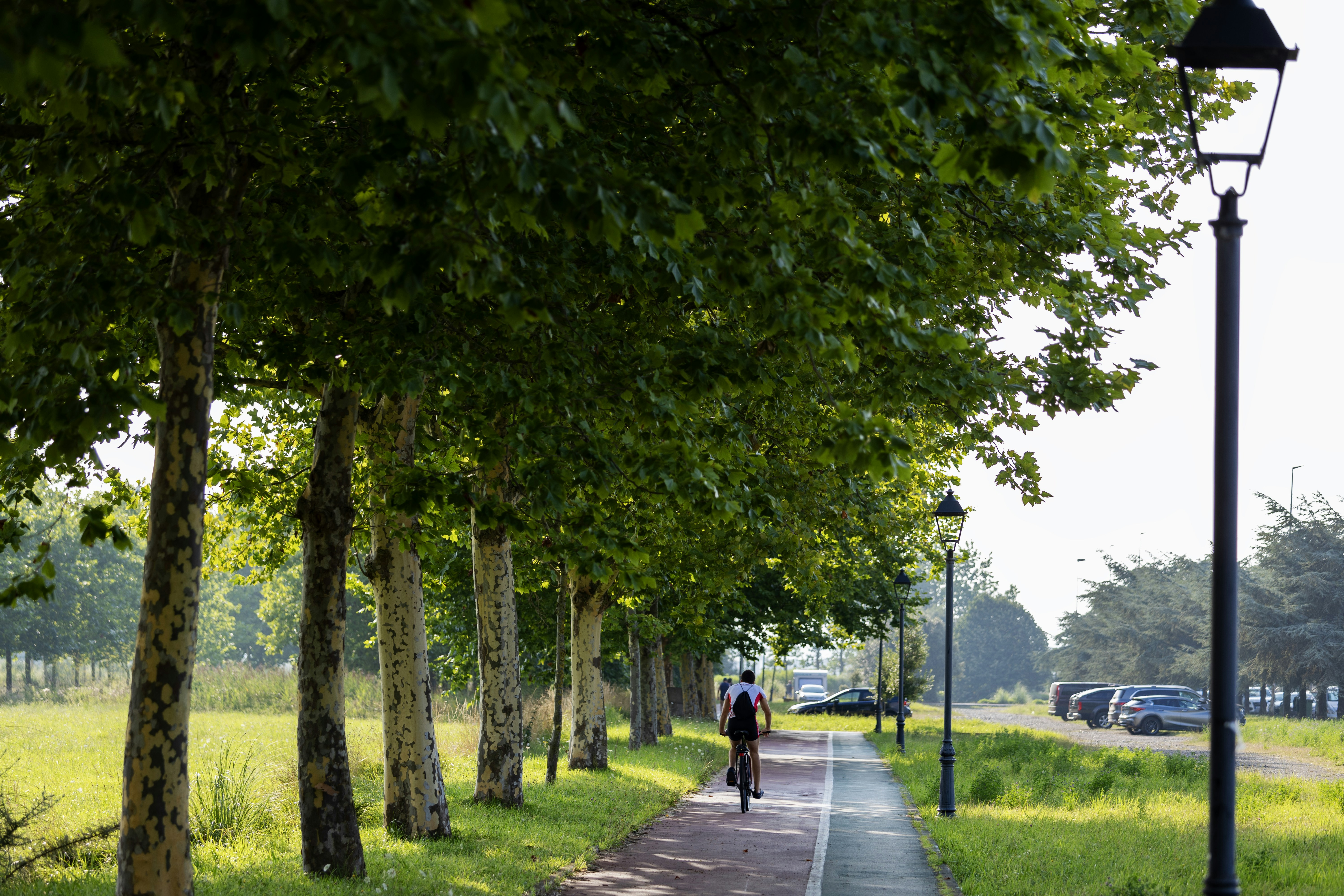 a man riding a bike down a tree lined sidewalk
