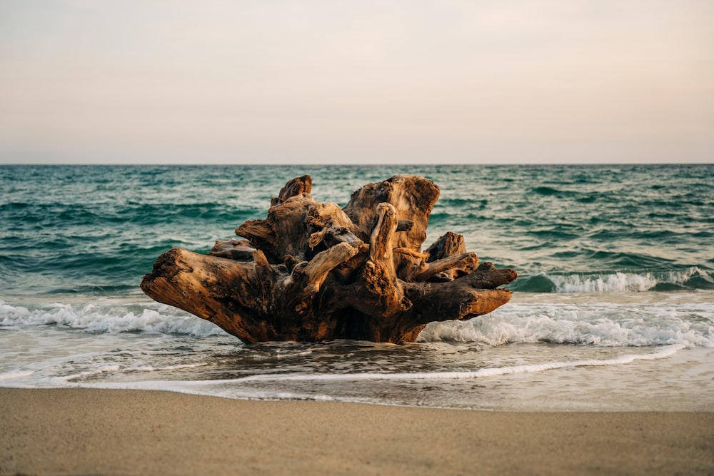 a driftwood on the beach with waves coming in