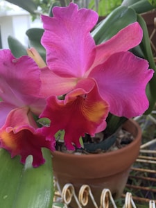 Orquídeas