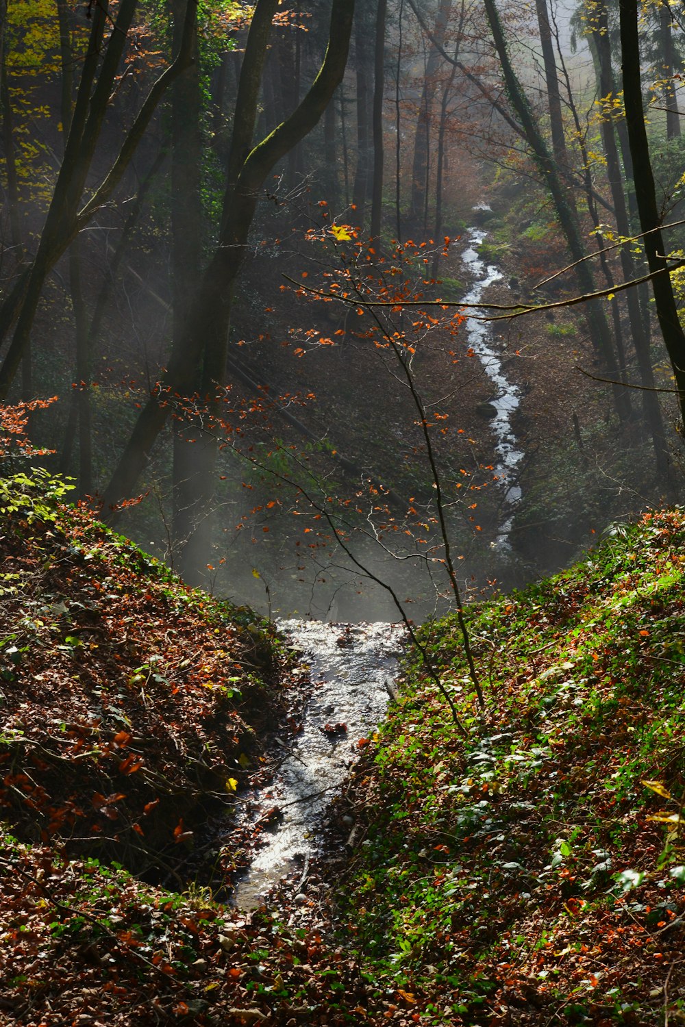un ruisseau qui traverse une forêt remplie de nombreux arbres