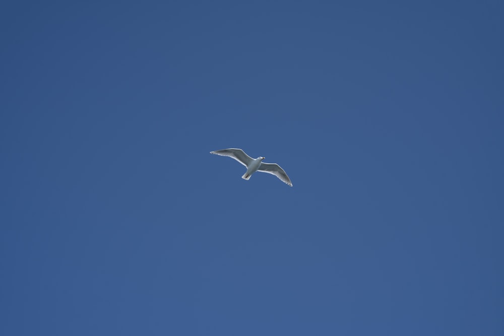 a white bird flying through a blue sky