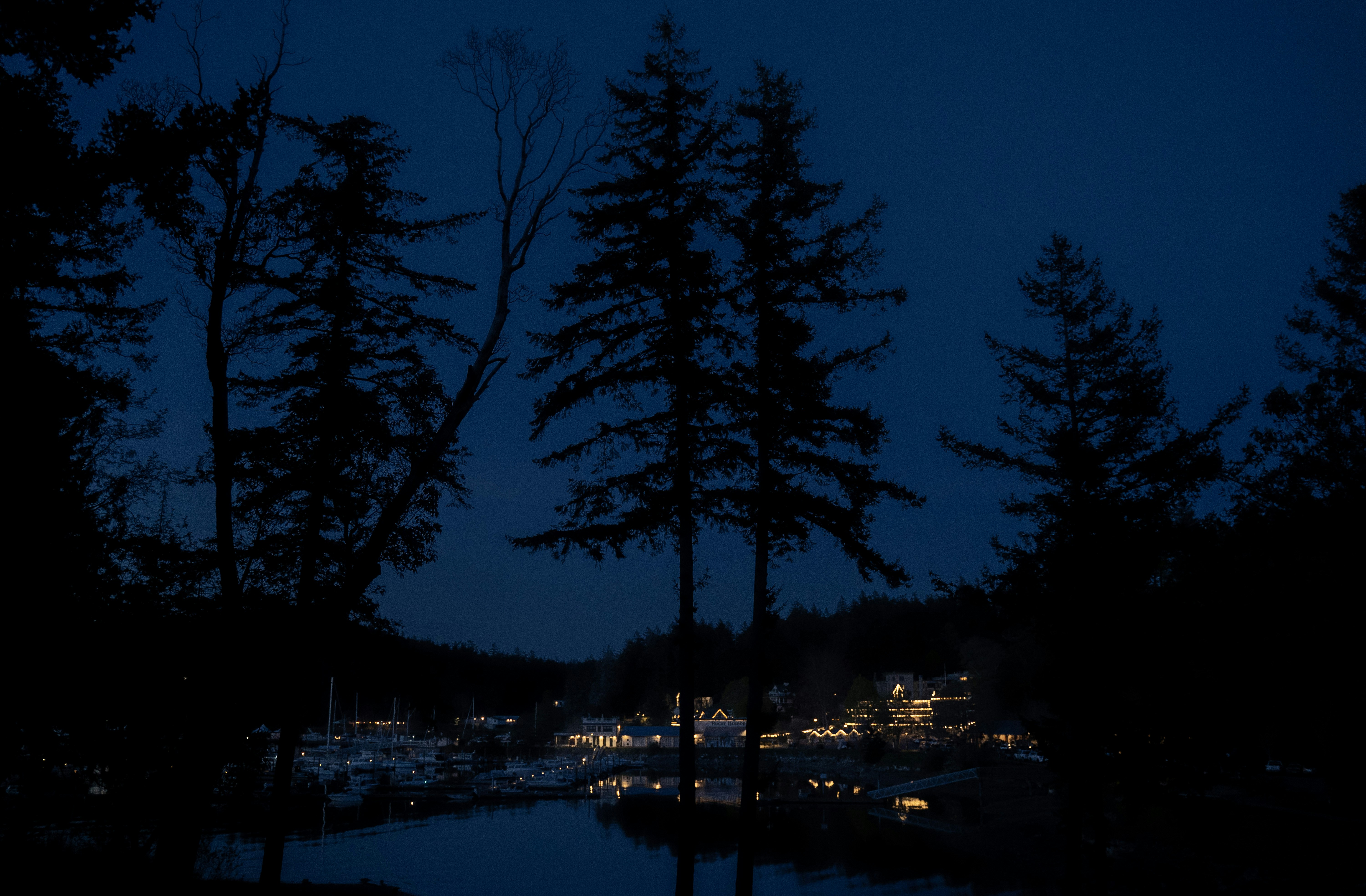 a night view of a marina with boats and trees, 