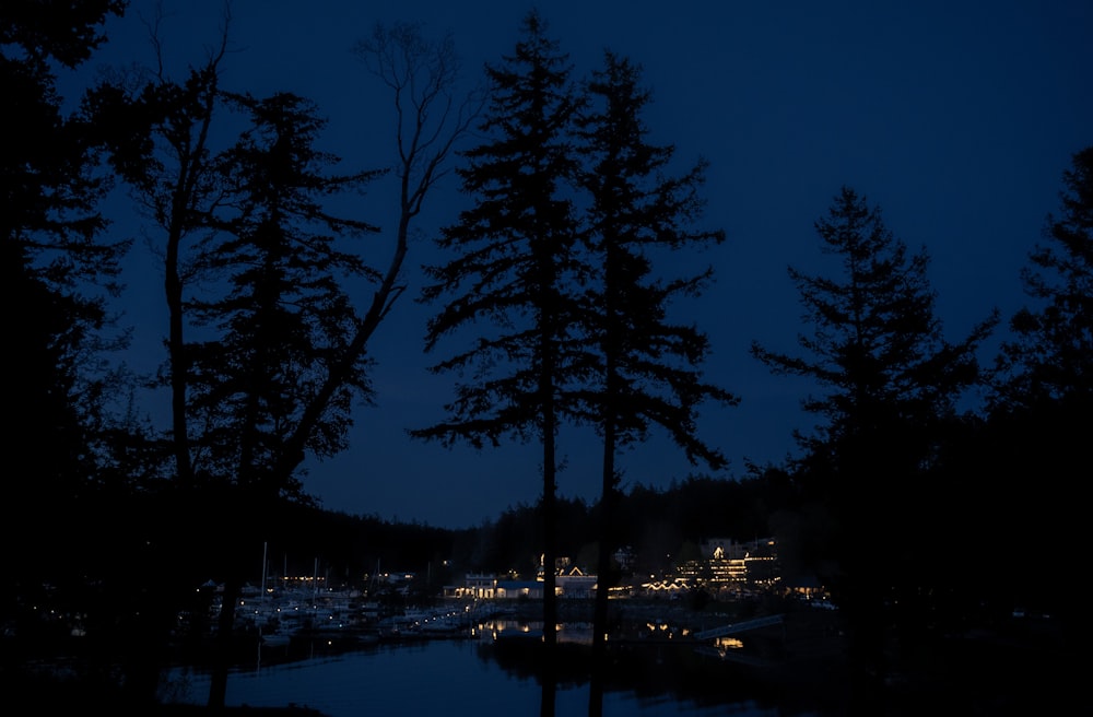 a night view of a marina with boats and trees