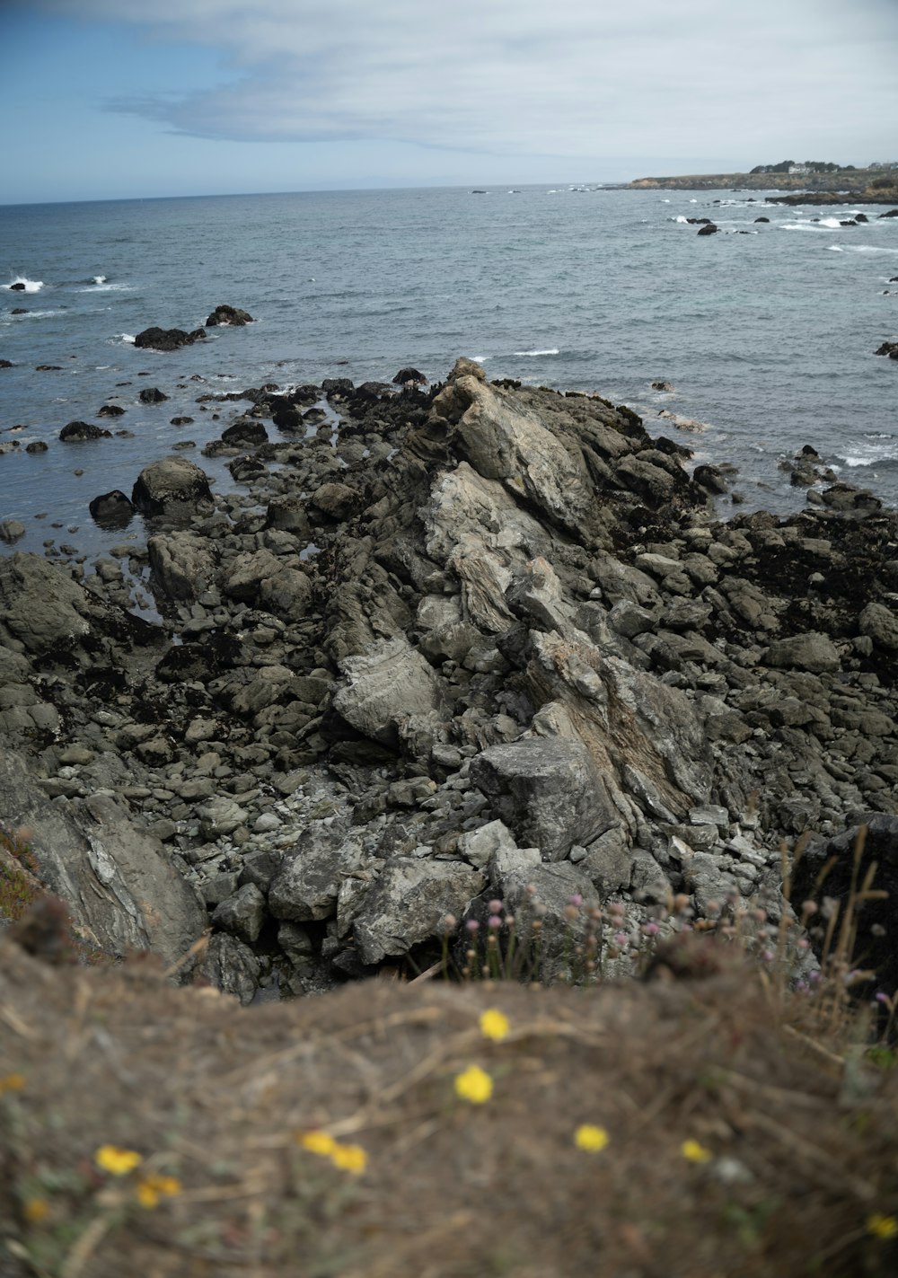 a rocky shore with yellow flowers growing on it