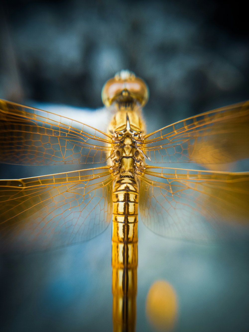 a yellow dragonfly sitting on top of a table