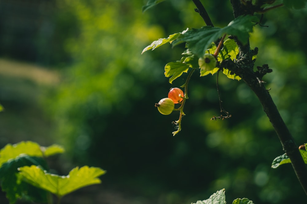 a close up of a plant with fruit on it