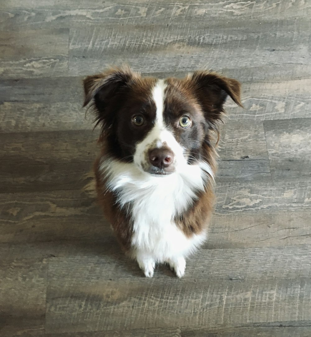 a brown and white dog sitting on top of a wooden floor