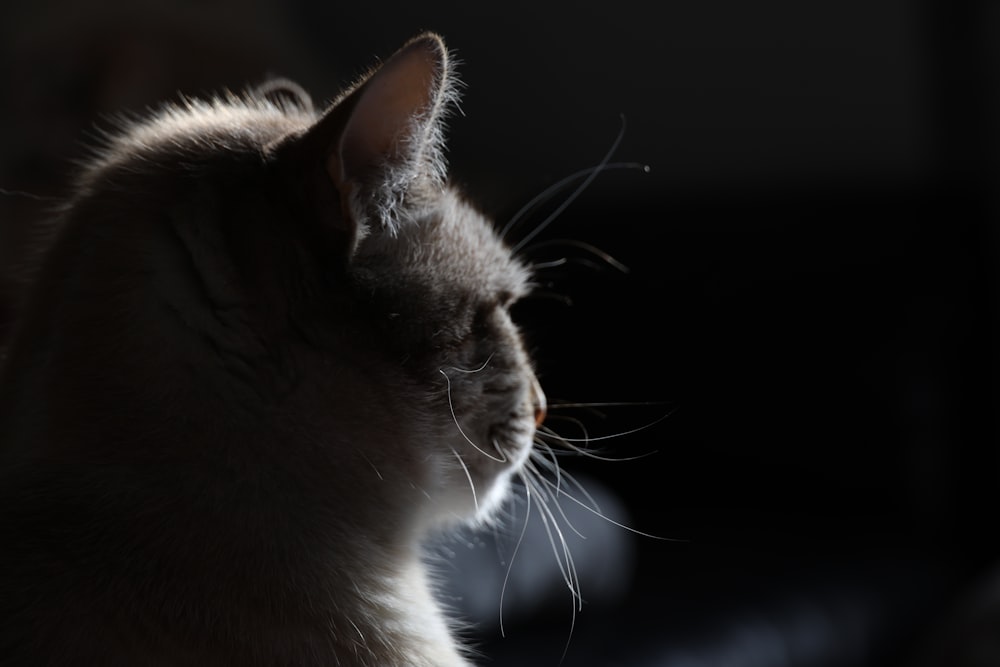 a close up of a cat in the dark