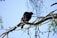 A close-up of a black raven perched on a twisted branch against a deep purple sky.