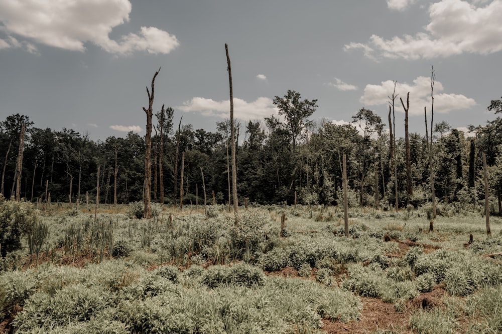 a forest filled with lots of tall trees