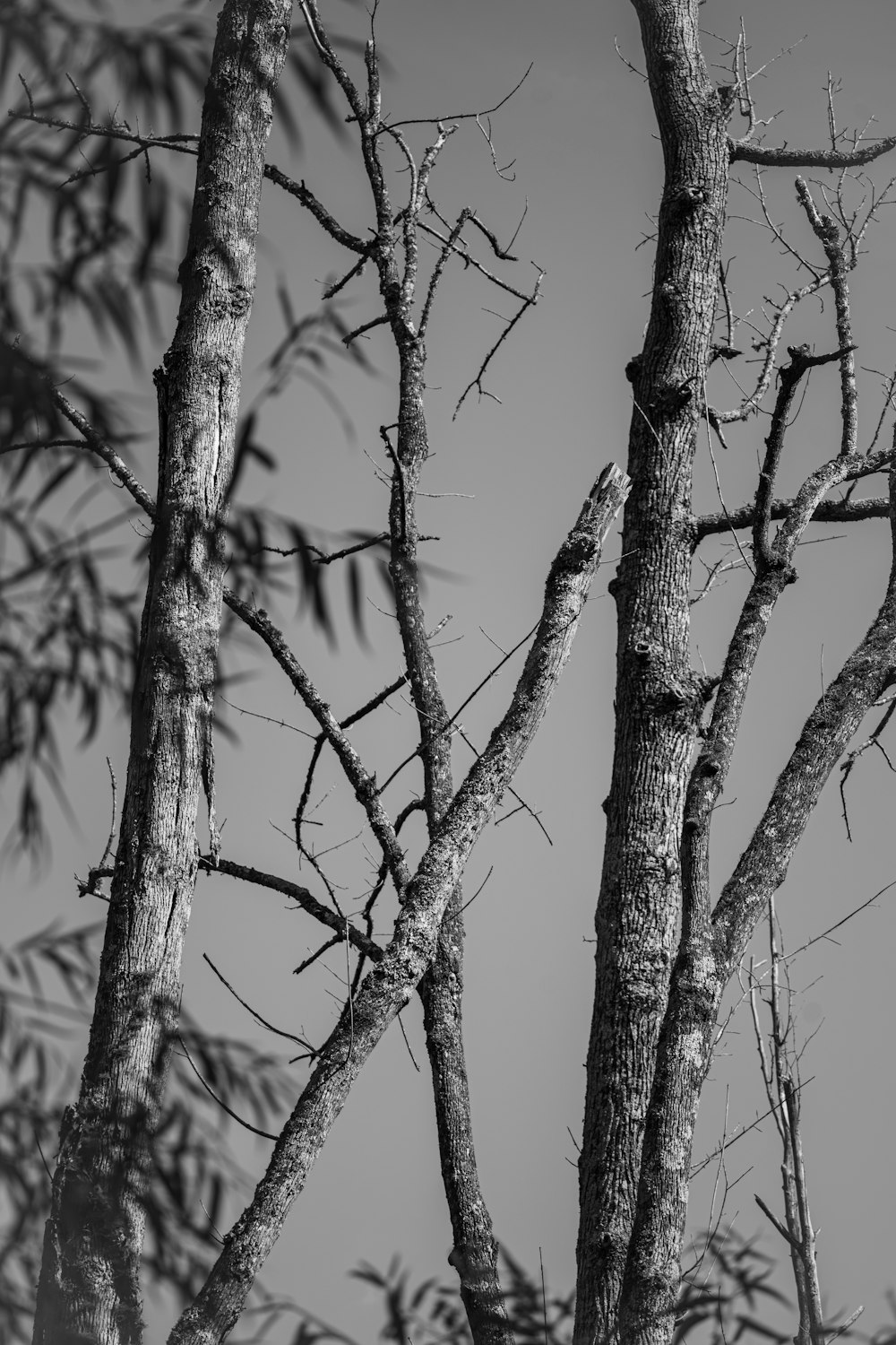 a black and white photo of a tree with no leaves