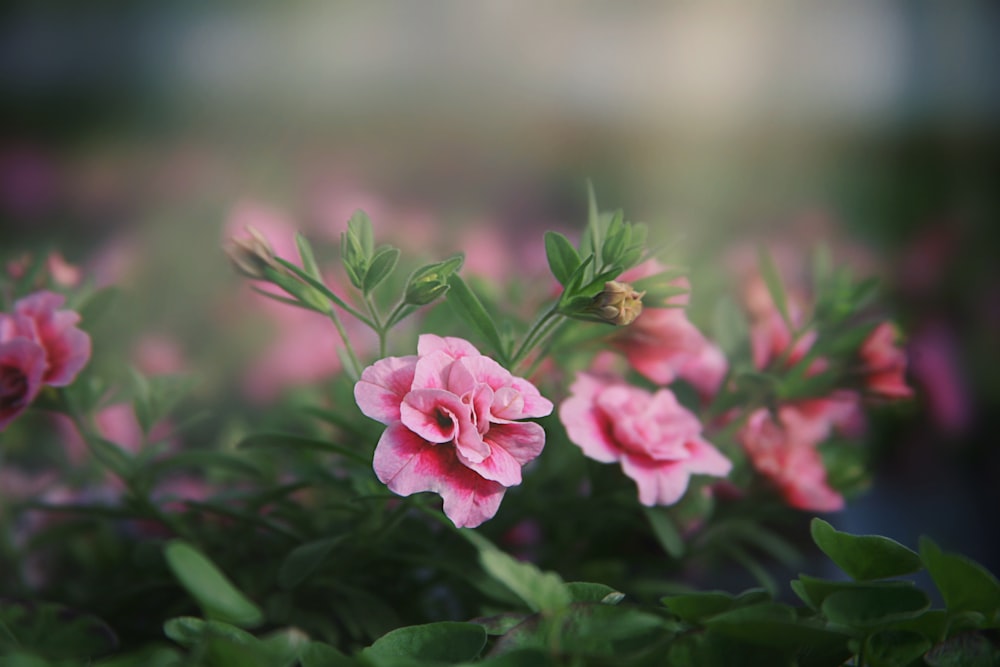 a group of pink flowers with green leaves
