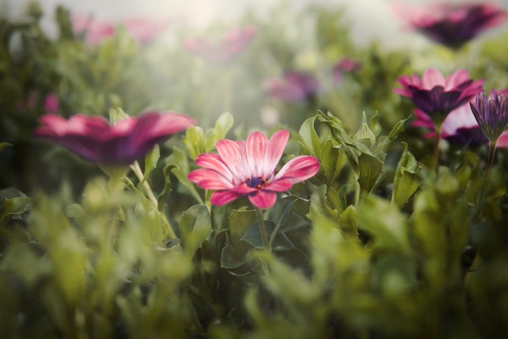 a field of pink flowers with green leaves