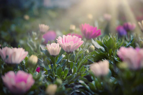 A soft impressionist painting of a serene garden bathed in gentle morning light, with delicate flowers and muted tones.
