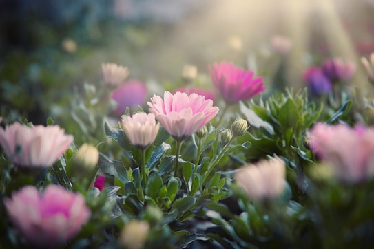 A serene garden scene with a focus on pink and purple flowers in bloom. Soft sunlight filters through, creating a dreamy atmosphere among the lush green leaves.
