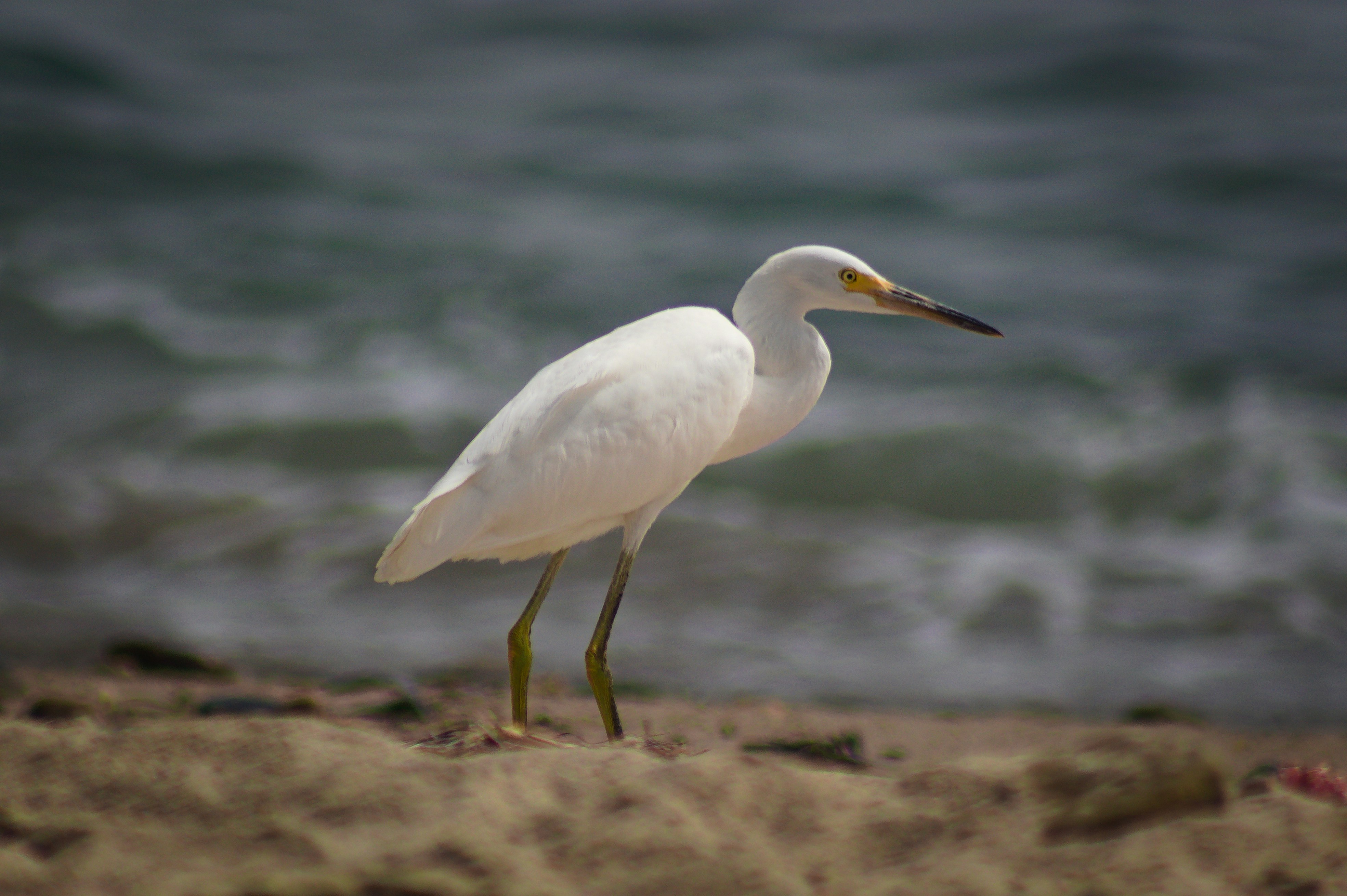 Photo by avian_photography