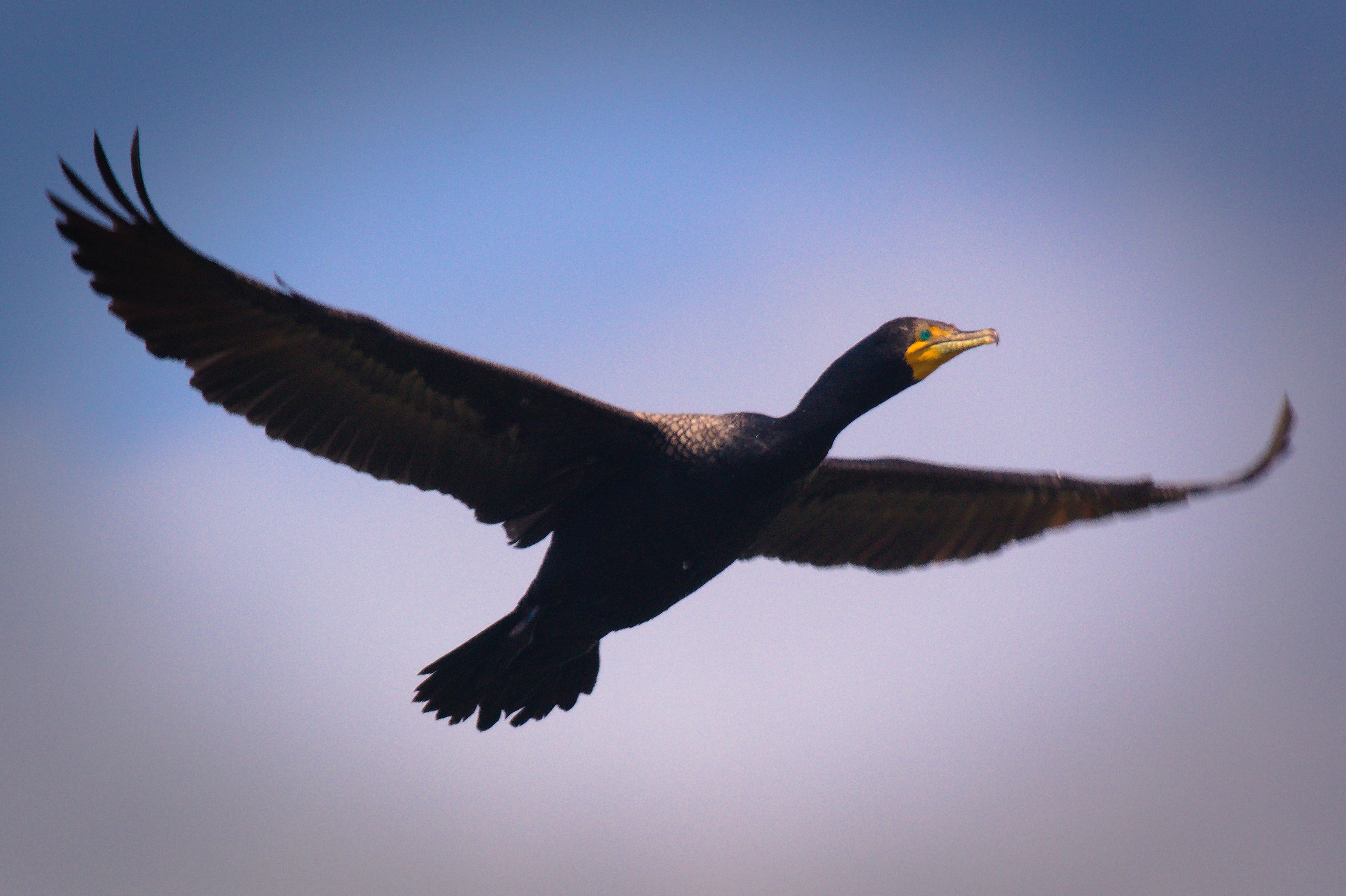 Photo by avian_photography