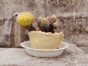 Blooming Cactus