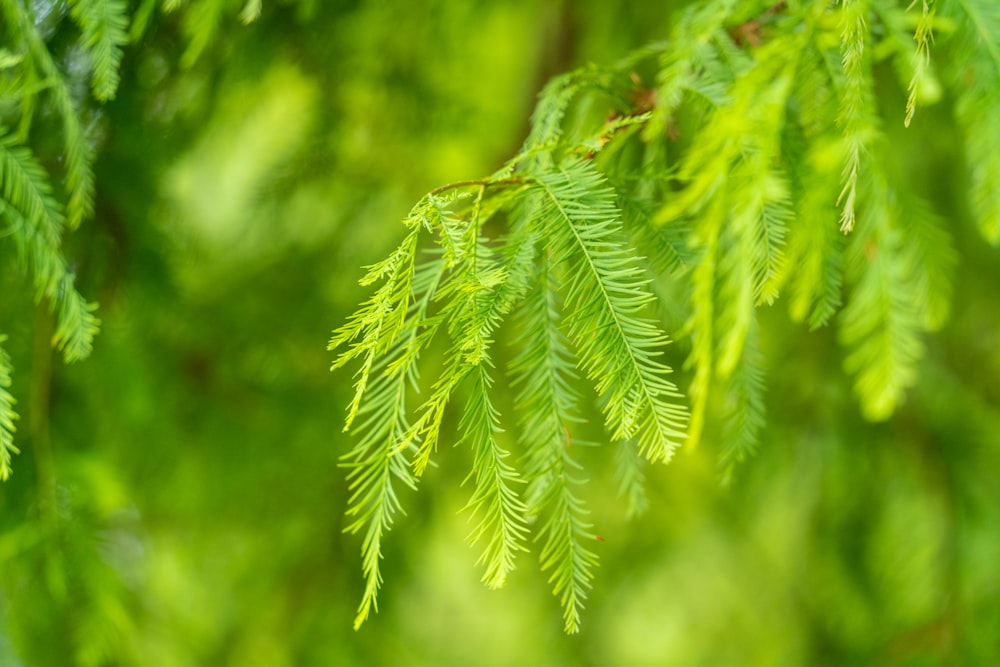 a branch of a tree with green leaves