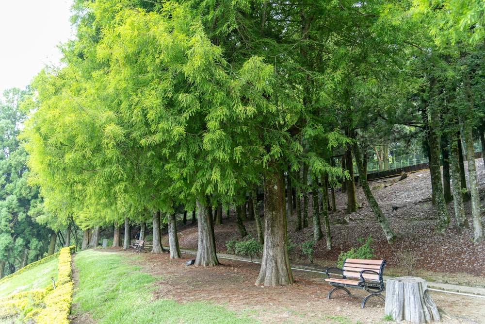 a park bench sitting under a tree next to a forest