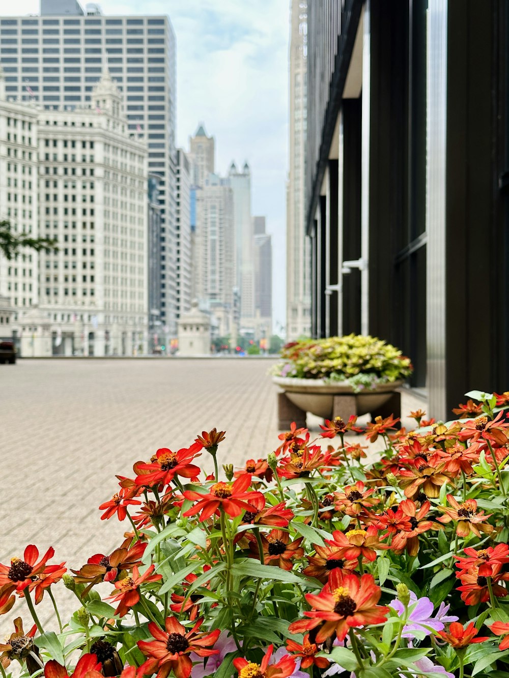 a bunch of flowers that are by a building