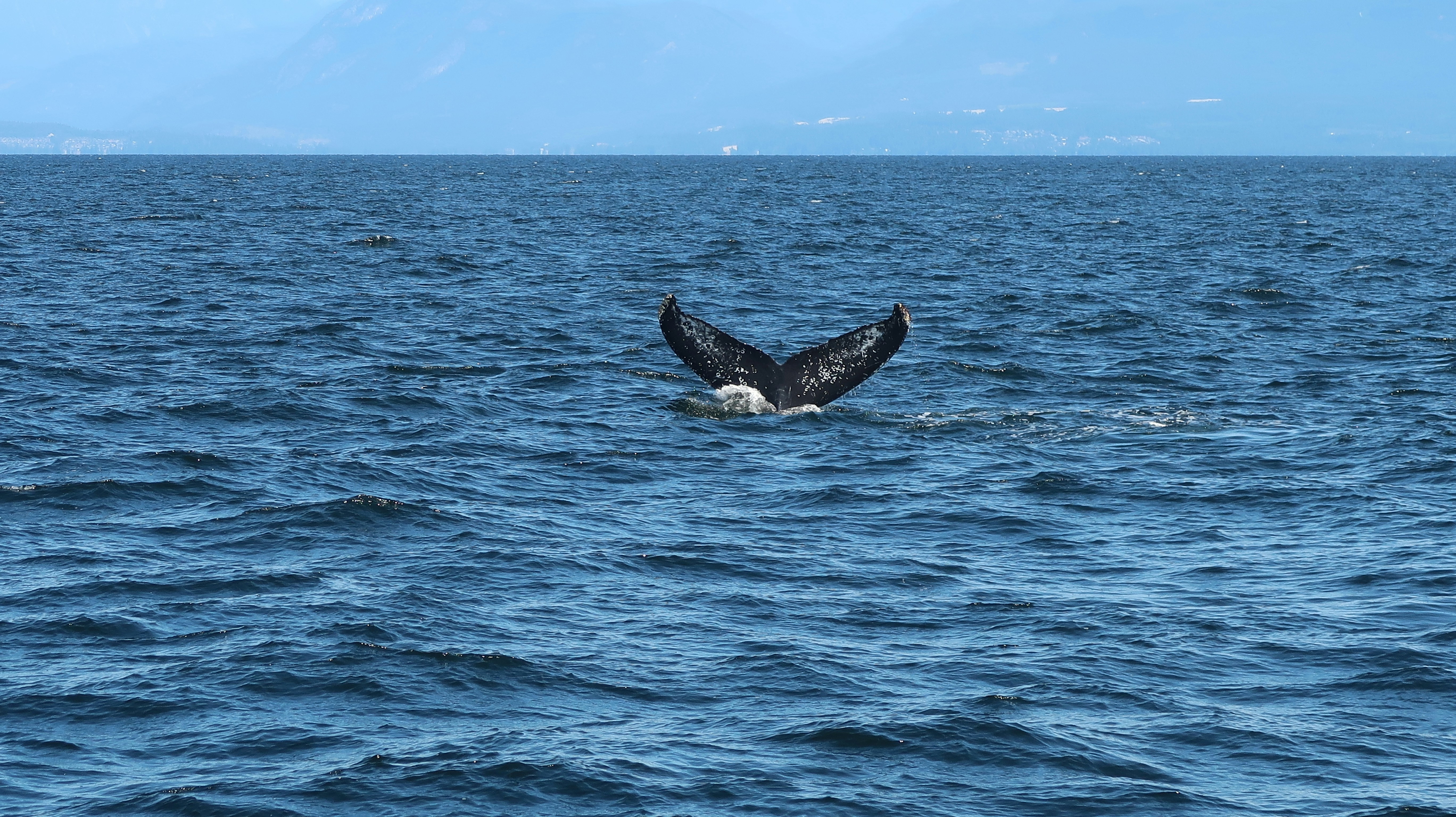 A whale tail flups out of the water photo – Free Animal Image on Unsplash