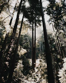 Sunlight filtering through tall trees, casting dappled shadows on a quiet forest floor.