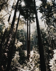 Dense forest area with sunlight filtering through tall trees.