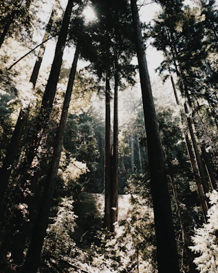 Sunlight filtering through tall trees, casting dappled shadows on a quiet forest floor.