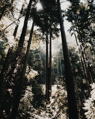 Sunlight filtering through tall trees creating dappled shadows on the forest floor.