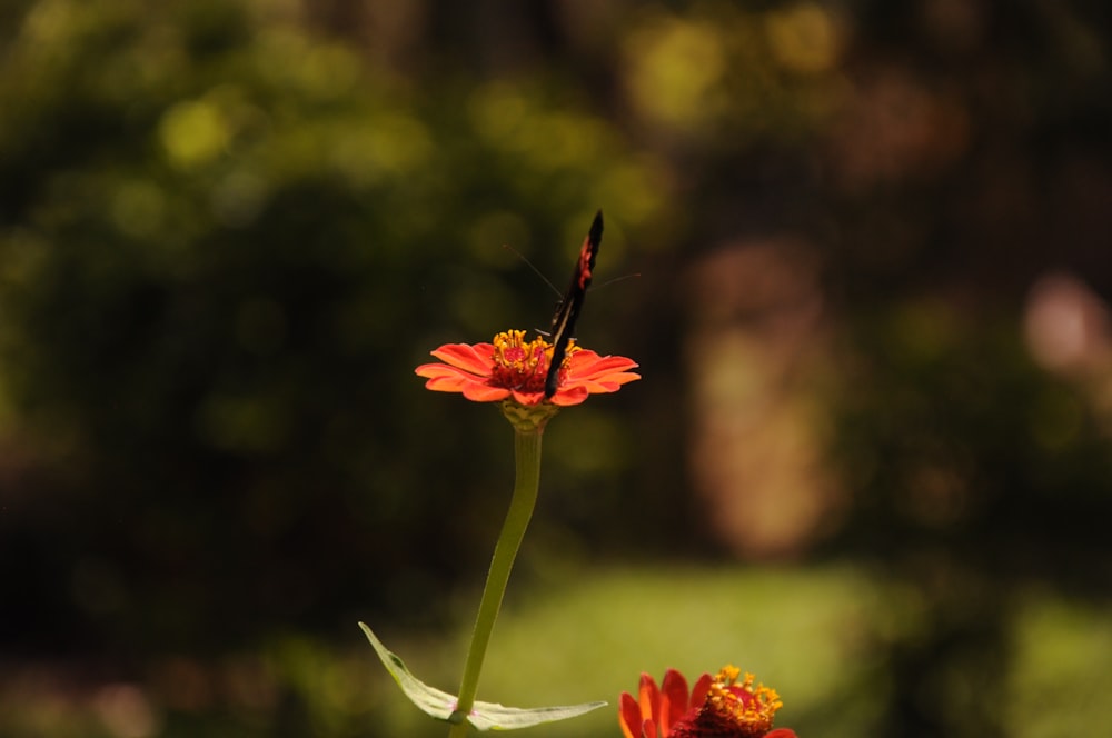 una farfalla seduta sopra un fiore rosso