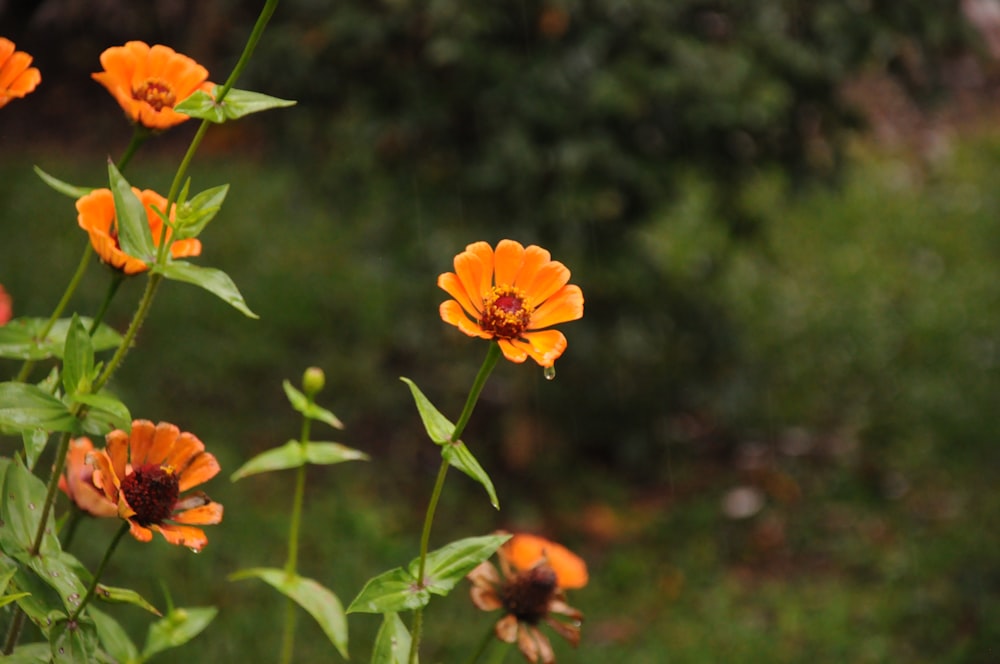 a group of orange flowers in a field