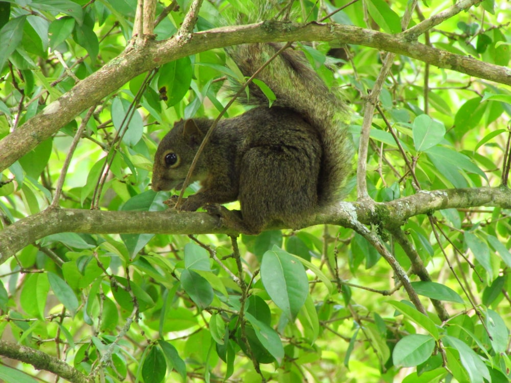 Uno scoiattolo è seduto su un ramo di un albero