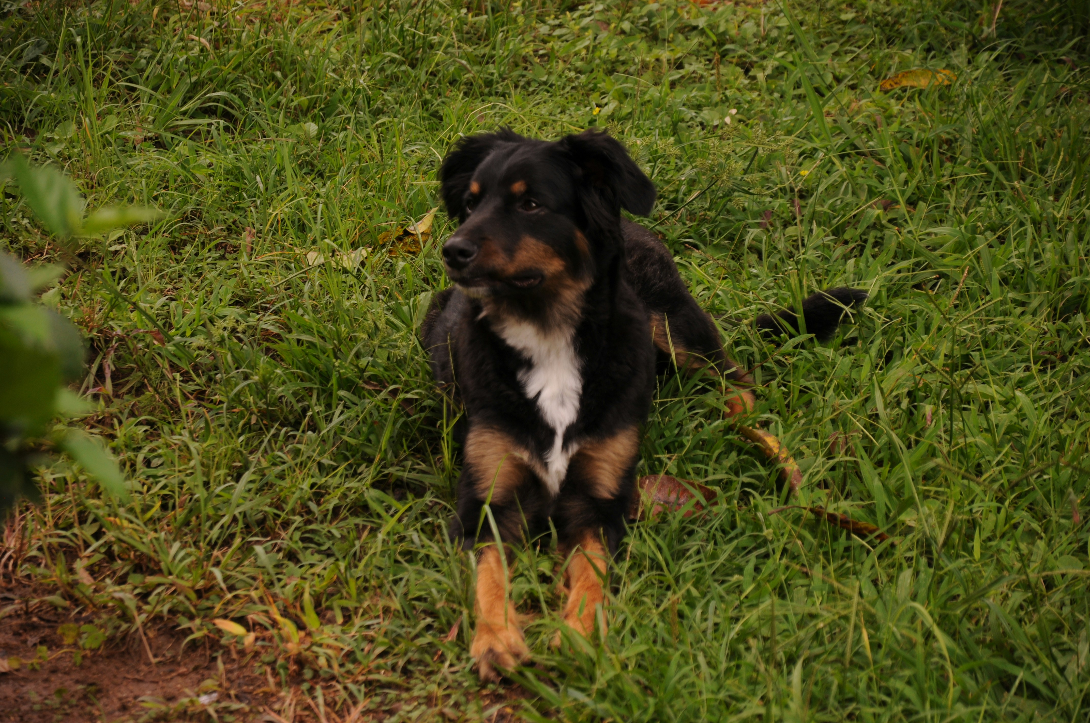 a black and brown dog sitting on top of a lush green field