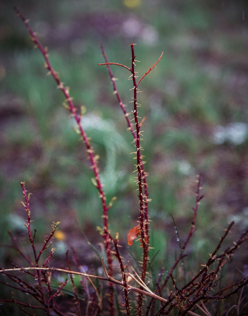 a close up of a plant in a field