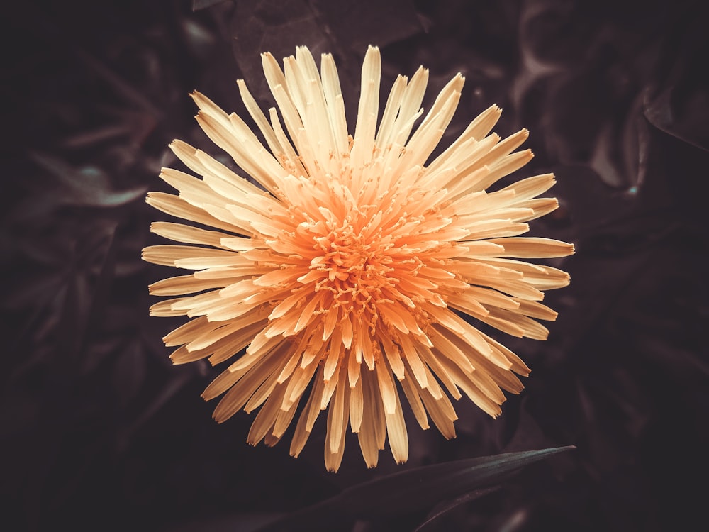 a close up of a yellow flower on a black background