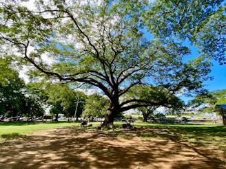 a large tree sitting in the middle of a park