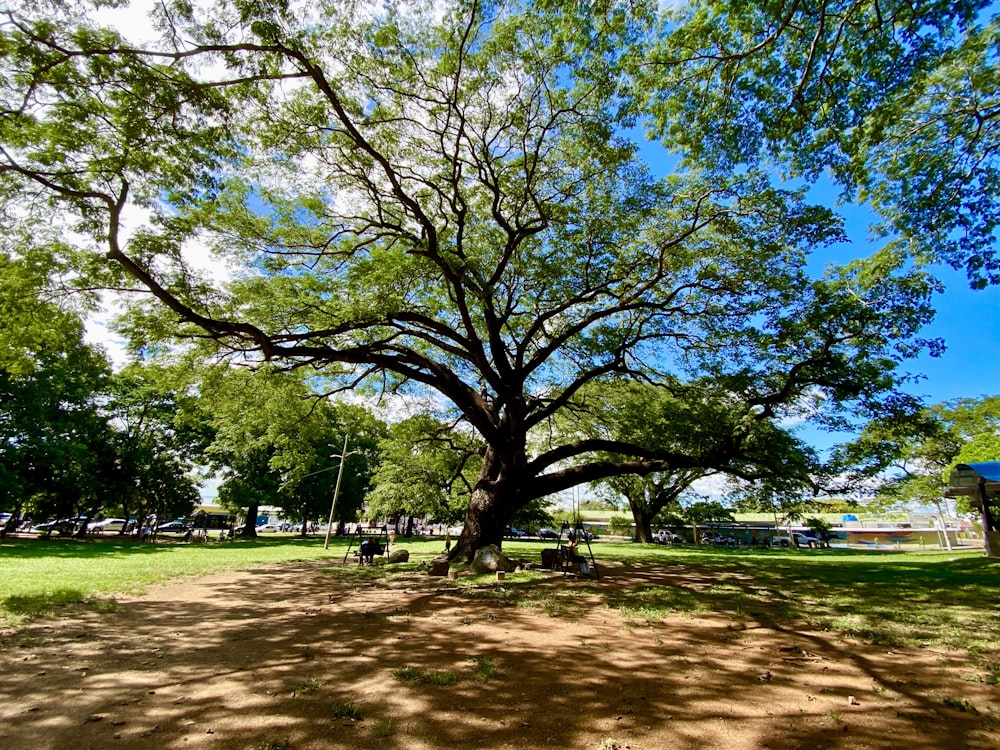 ein großer Baum, der mitten in einem Park sitzt