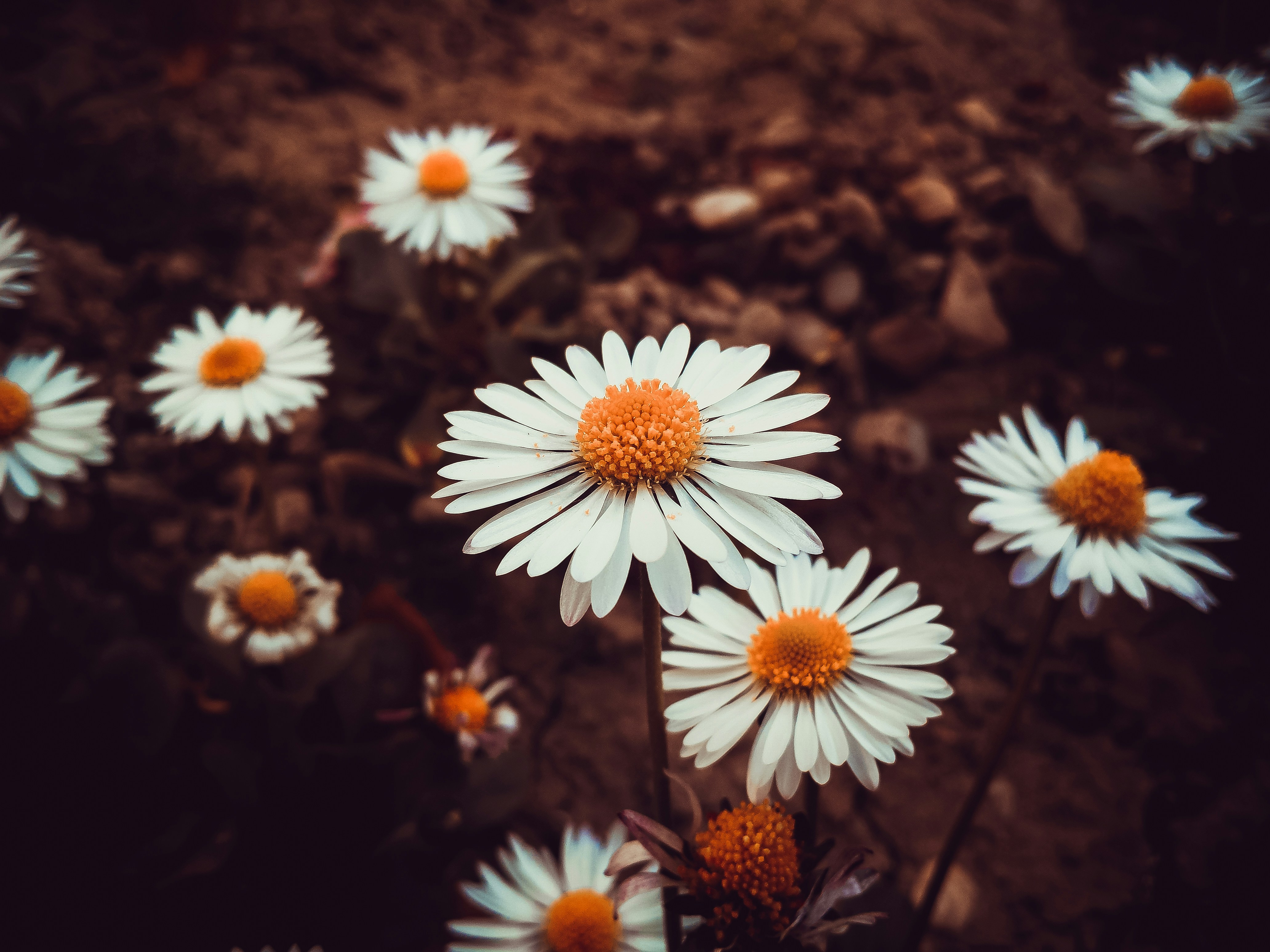 Photo by mariopiskor