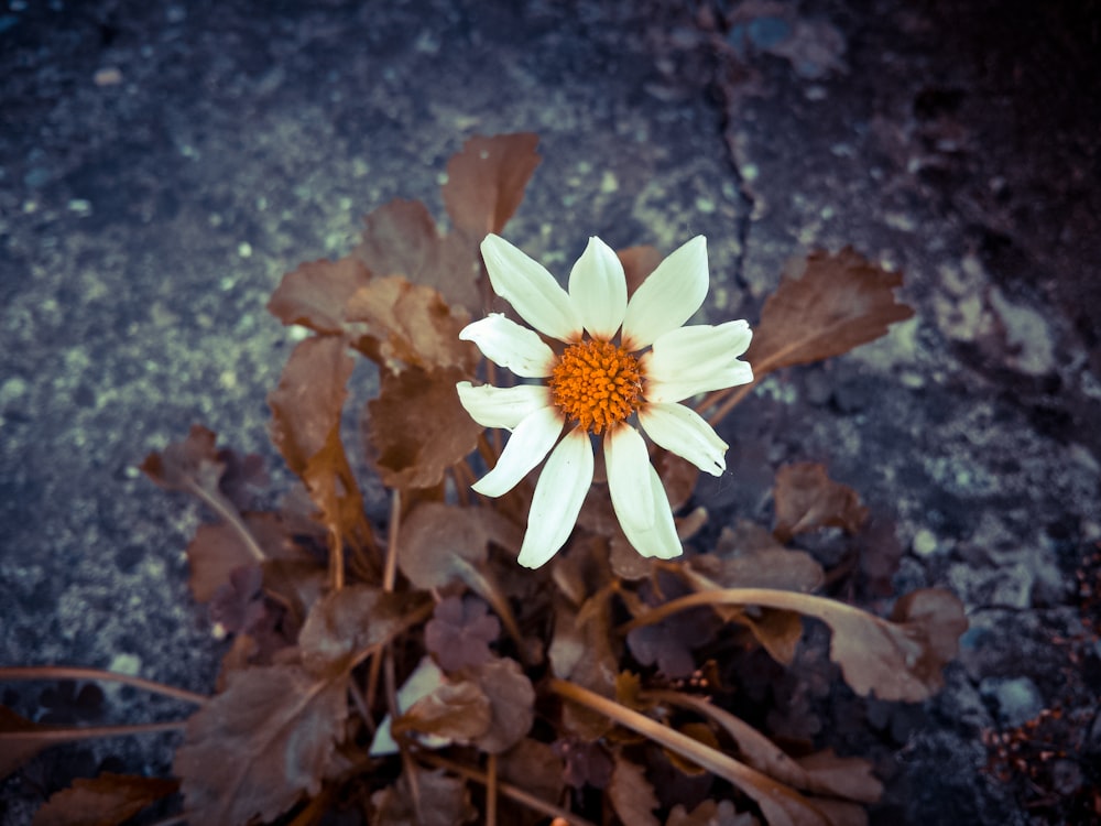 a white flower with a yellow center sitting on the ground